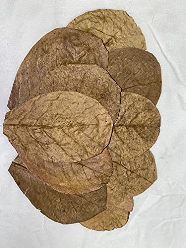 Awesome Aquatic Large Catappa Indian Almond Leaves, 35 Count, 7-9 Inch | Natural tannins Blackwater aquariums Betta shrimp Aquarium conditioning Water enrichment Hermit Crab Leaf Litter