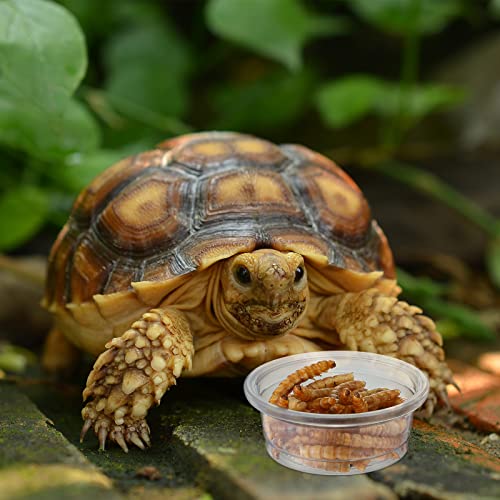 EBOOT 500 Pcs Plastic Feeder Cups - Reptile Water & Food Bowls for Gecko, Lizards, Tarantula & Other Small Pets (0.5oz)