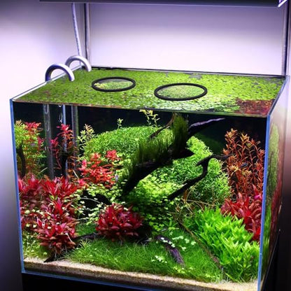 10pcs Fish Feeding Rings Set, 5 Sizes Floating Aquarium Plant Corral | Round Fish Tank Aquarium Accessories for Betta, Goldfish, Turtle (Black)