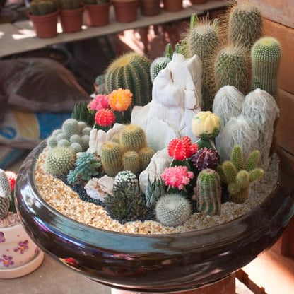 1-2mm Coarse Sand for Plants, 6lbs Horticultural Sand for Gardening | Desert Silica Sand for Cactus, Vases, Aquariums, Terrarium, Fish Tank, Drainage Rocks for Potted Plants, Bamboo, Crafts