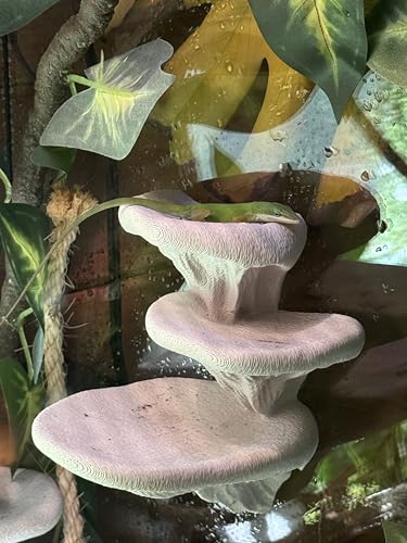 Mushroom Ledge for Terrarium – Climbing & Resting Platform with Suction Cups (Terracotta, 6''x4.5''x5.25'') - color: Terracotta