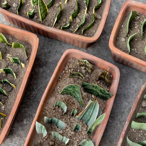 Doter Plant Propagation Potting Mix 1qt, Suitable for Rooting Plant Cuttings, Enhances Rooting by Providing Optimal Aeration and Drainage - size: 1qt