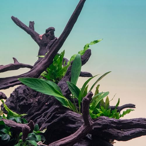 Anubias Live Aquarium Plants - Potted Freshwater Plant for Fish Tanks, Terrariums - Beginner Friendly Low Light (Congensis, 3 Pots) - color: Congensis, size: 3 Pots