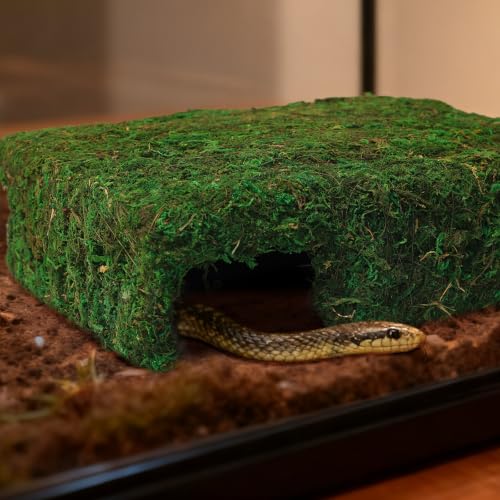 Handmade Reptile Moss Cave M, 9.4" Shelter for Gecko Hamster | Moss reptile cave hide, Smooth edges, no injury, Suitable for humid environments - color: M Green