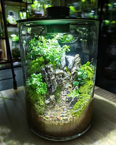 Desktop Glass Terrarium with Grow Light (9.8" H x 5.9" D) - for Succulents, Moss, Mini Gardens, Betta Fish Tanks, Mushroom Cultivation | Indoor Plant Growth | Office/Home Decor | Plant Lover Gifts - size: 9.8”