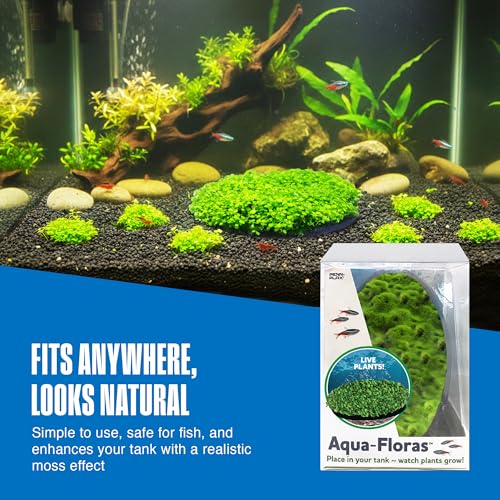 Penn-Plax Aqua Flora Moss Patch - Aquarium Living Resin Decoration with Embedded Glosso Seeds - Easy-Grow Freshwater Moss for Natural Aquascapes - Safe Resin Decor - Green, 4.3 x 2.87 x 0.8 Inches