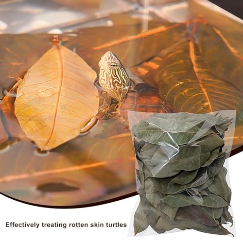 Longan Leaf Litter - Natural Pet Habitat Leaves Pack 50 Pieces, Soft Turtle Leaf Bedding Design | Clean Aquarium Foliage Cover for Frogs Fish Snakes Shrimp Lizards Tortoises Home Use