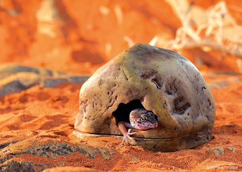 Exo Terra Gecko Cave for Reptiles and Amphibians, Reptile Hideout, Medium | Hideout to Help Alleviate Stress - size: Medium