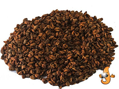Chubby Dried Silkworm Pupae | 2 lbs | High-Protein Treat for Koi, Fish, Reptiles & Terrapins Nutrient-Rich Calcium Snack | High-Protein Treat, For Koi, Fish, Reptiles & Terrapins, Nutrient-Rich, Calcium Snack - size: 2 Pound (Pack of 1)