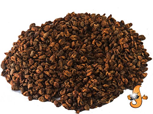 Chubby Dried Silkworm Pupae | 11 lbs | High-Protein Treat for Koi, Fish, Reptiles & Terrapins – Nutrient-Rich Calcium Snack - size: 11 Pound (Pack of 1)