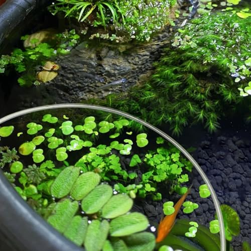 Aquarium Floating Plant Corral, Floating Plant Fence Fish Tank Accessories Aquarium Decoration for Intercepts Floating Plants, Fish Feeding (Aquarium Floating Plant Corral)