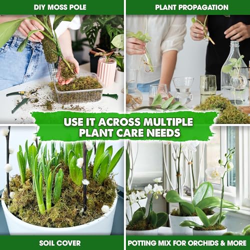 2.1 LBS Real Dried Forest Moss for Potted Plants, Plant Propagation | Hand-Picked & Clean, Easy to Rehydrate, Balanced Moisture, Forest Orchid Moss for Potting Mix,Moss Soil Cover for Houseplants - size: 2.1 Lbs