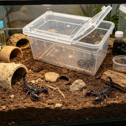 12 Pcs Mini Reptile Feeding Box, 3.6 x 2.1 x 1.9 inch Plastic Spider Terrarium Breeding Container with Ventilation Holes, Transparent Habitat Cage for Jumping Spider Tarantula Scorpion Gecko Insect