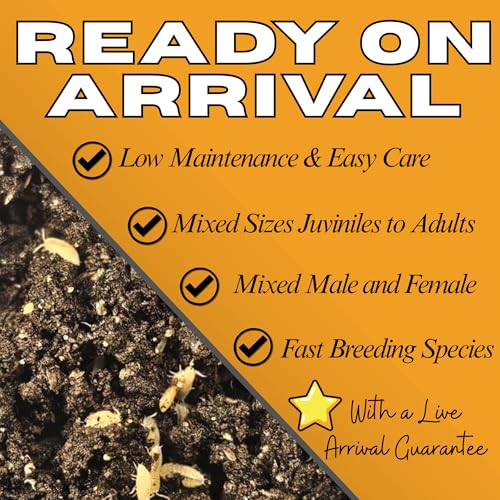 Dwarf White Isopods (Qty-25), Bioactive Clean Up Crew Frog Reptile Amphibian Food Bundle - by TC INSECTS