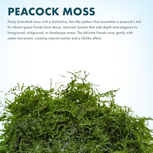 Live Aquarium Plants on Driftwood, Lava Rock, Moss, Fiber Mat - Freshwater Fish Tanks - Easy, Beginner Friendly (Peacock Moss, (One golfball)) - color: Peacock - Golf Ball, size: 1 Pack