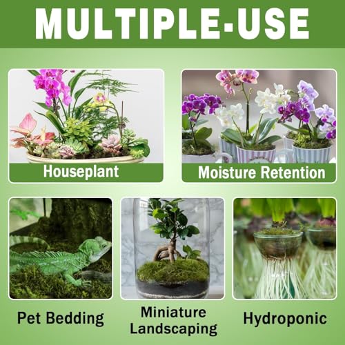 Sphagnum Moss 2.2 LB Long Fiber Green Forest Moss | Ideal for Repotting Orchids, succulents, and Indoor Plants Natural Sphagnum Retains Moisture, Improves Root Aeration - size: 2.2 LB