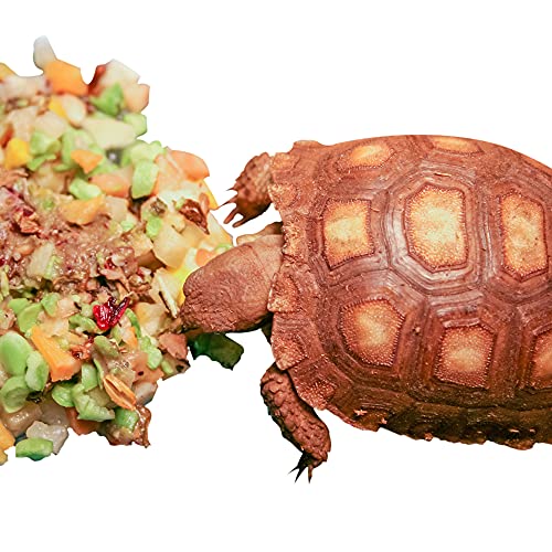 Healthy Herp Tortoise Food Instant Meal for Reptiles - Nutritious Turtle Food, Tortoise Habitat Accessories, Made in USA - Ideal for Box Turtles, Lizards - 3.5 oz (100g) - size: 3.5 Ounce (Pack of 1)