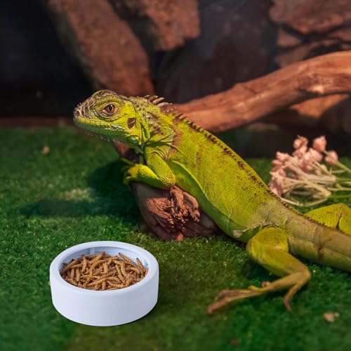 6 Pack Anti-Escape Reptile Food Dish Bowls, Plastic Worm Water Dish | Mealworm Feeder Cups for Small Gecko, Lizards, Bearded Dragon, Chameleon 2.83" W x 2.83" D x 0.98" H, 3 Colors