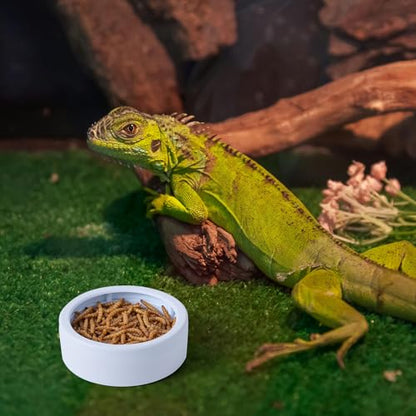 6 Pack Anti-Escape Reptile Food Dish Bowls, Plastic Worm Water Dish | Mealworm Feeder Cups for Small Gecko, Lizards, Bearded Dragon, Chameleon 2.83" W x 2.83" D x 0.98" H, 3 Colors
