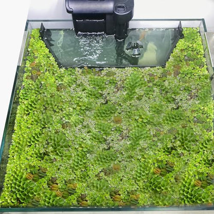 Floating Plant Corral for Aquarium, Fish Tank Accessories to Separate Floating Plants, Automatically Adjusts Height with Water Level, Suitable for All Floating Plants and All Aquariums (Style 1) - size: Style 1