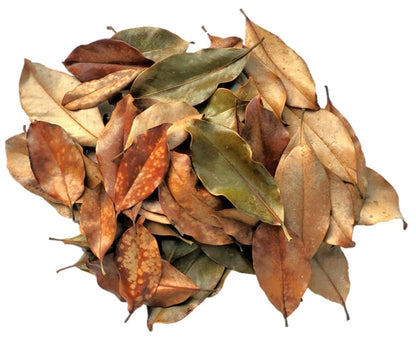 Magnolia Leaf Litter, 55-60 Small 3' - 6" Premium Whole Natural Organic Hand Picked Leaves for Bioactive Enclosures, Reptiles, Amphibians, Terrariums