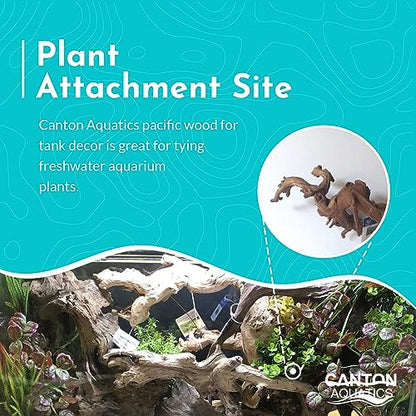 Pacific Wood for Aquascaping Size: Medium