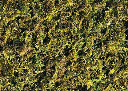 Exo Terra Forest Plume Moss, 7 Quarts, 2-Pack
