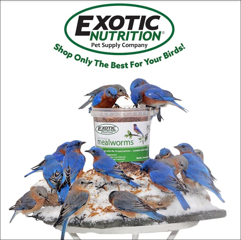Exotic Nutrition 40 LB Bulk Dried Black Soldier Fly Larvae - High-Calcium Insect Treat - Chickens, Wild Birds, Bluebirds - size: 40 Pound (Pack of 1)