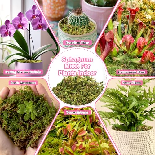 Riare 4.4LB Premium Sphagnum Moss for Plants- 80QT Natural Dried Plant Moss | Moisture Retention & Drainage Orchid Moss for Repotting, Succulents, Carnivorous, Ferns, Green Moss for DIY Craft, Reptiles - size: 80 QT(Appx.4.4lbs)