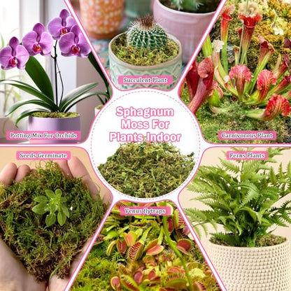 Riare 4.4LB Premium Sphagnum Moss for Plants- 80QT Natural Dried Plant Moss | Moisture Retention & Drainage Orchid Moss for Repotting, Succulents, Carnivorous, Ferns, Green Moss for DIY Craft, Reptiles - size: 80 QT(Appx.4.4lbs)