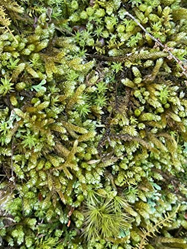 Living Mixed Moss Perfect for terrariums, Bonsai and kokedamas 9"x12" Sheet