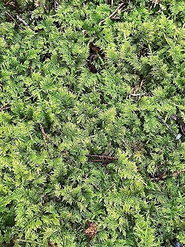 Living Mixed Moss Perfect for terrariums, Bonsai and kokedamas 9"x12" Sheet
