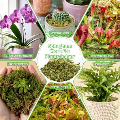 Riare 7OZ Premium Sphagnum Moss for Plants- 10QT Natural Dried Plant Moss | Moisture Retention & Drainage Orchid Moss for Repotting, Succulents, Carnivorous, Ferns, Green Moss for DIY Craft, Reptiles - size: 10 QT(Appx.7oz)