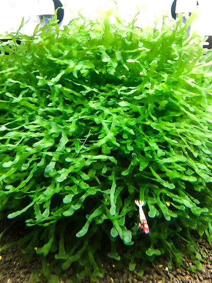 Enchanting Aquatic Moss Collection: Create a Lush Underwater Landscape with Easy-Care Varieties - Perfect for Aquarium Décor and Aquascaping (10 Subwassertang Moss - Golfball Size) - style: 10 Subwassertang Moss - Golfball Size