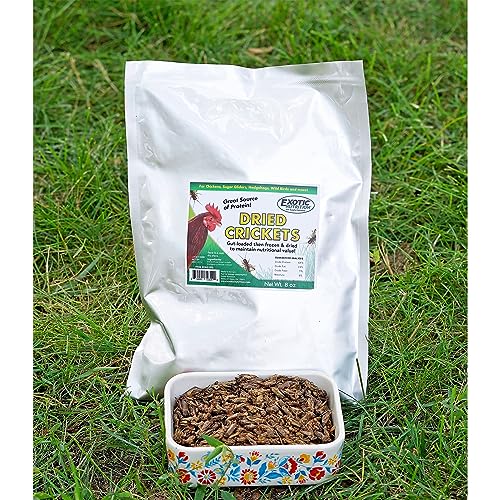 1/2 Pound Dried Crickets - High Protein Insect Treat - Chickens, Wild Birds, Hedgehogs, Bluebirds, Reptiles, Sugar Gliders, Opossums, Skunks, Lizards, Bearded Dragons, Fish, Turtles 8 oz. (1 Pack)