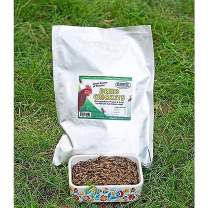 1/2 Pound Dried Crickets - High Protein Insect Treat - Chickens, Wild Birds, Hedgehogs, Bluebirds, Reptiles, Sugar Gliders, Opossums, Skunks, Lizards, Bearded Dragons, Fish, Turtles 8 oz. (1 Pack)