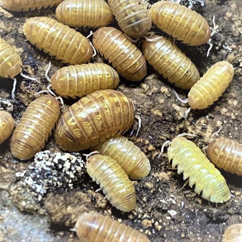 Creation Cultivated 12+ T+ Albino Armadillidium vulgare Isopods Live - Live Bugs for Bioactive Terrarium, Vivarium Clean-up Crews, and Reptile Food - Easy-Care Isopods for Terrarium