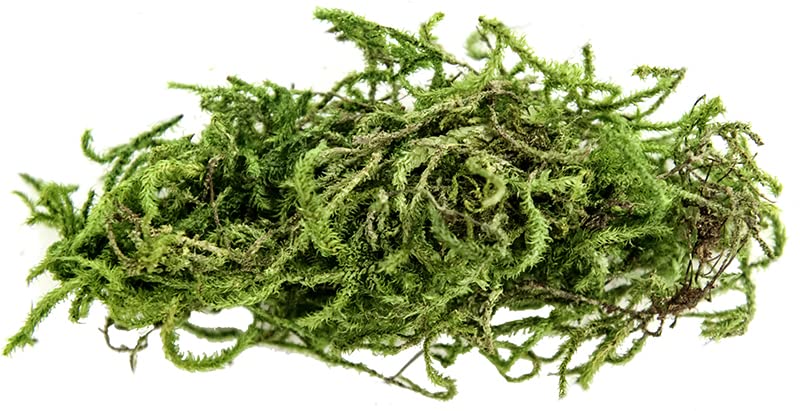 Galápagos (05213) Terrarium Green Sphagnum Moss, Natural, 4 Quart - size: 4 QT