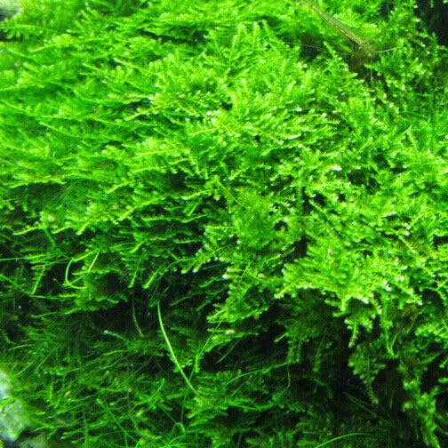 Christmas Moss - Live Aquatic Moss Plants Aquarium Moss Freshwater Planted Tank (1 Portion)