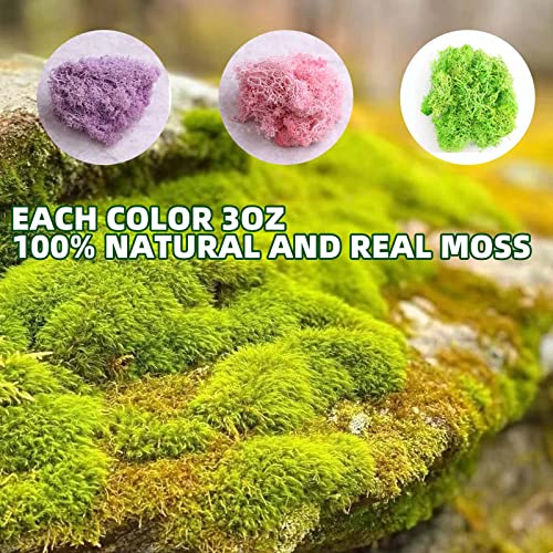 9oz Preserved Natural Moss for Potted Plants, Terrariums & Wedding Decor | Natural Pine Leaves Needles, Real Greenery Cedar Stems, Xmas Garland, Wedding Home Decor, Indoor Outdoor, Picks, Dried Plants