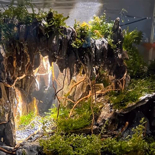 Natural Aquarium Driftwood, [170g] ( 20–40 cm /8–16 in) - Unique Root/Spider Wood Branches for Aquascaping, Planted Tanks & Terrariums, Fish & Plants Decoration Each Piece One-of-a-Kind(Branches Only) - style: Branches Only