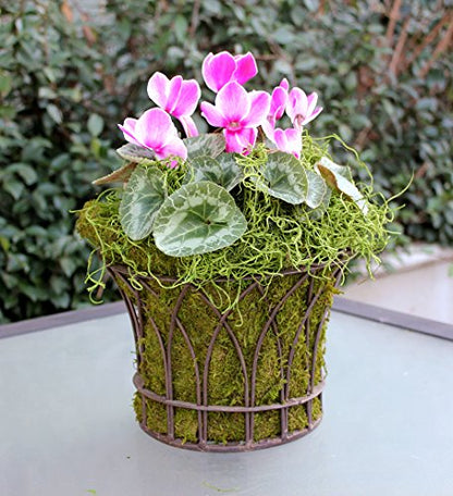 SuperMoss (26907) Spanish Moss Preserved, Grass, 4oz, 120 cubic in Bag (Appx. 4oz) (7 59834 26907 6) | Decorative Moss for Crafts, Potted Plants & Fairy Gardens, Vase Filler & Floral Arrangements, Indoor/Outdoor Garden Projects
