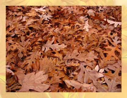 Oak Leaves for Terrarium-Vivarium-Insect Habitat