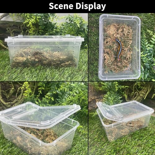 PINVNBY 8 PCS Reptile Feeding Box Portable Snake Breeding Box Reptile Transport Container 7.48"x4.92"x2.95" Plastic Pet Houses for Lizard Spider Scorpion Gecko Insect Tortoise Treefrog(Black)