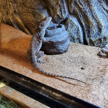 PINVNBY 2 Pcs Reptile Carpet Coconut Fiber Mat,Lizard Terrarium Substrate Liner Gecko Tank Flooring Bearded Dragon Tank Accessories Bedding for Snakes Chameleons Tortoises