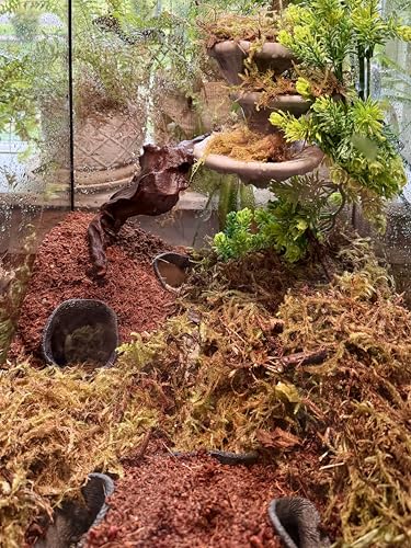 Mushroom Ledge for Terrarium – Climbing & Resting Platform with Suction Cups (Bone, 6''x4.5''x5.25'') - color: Bone