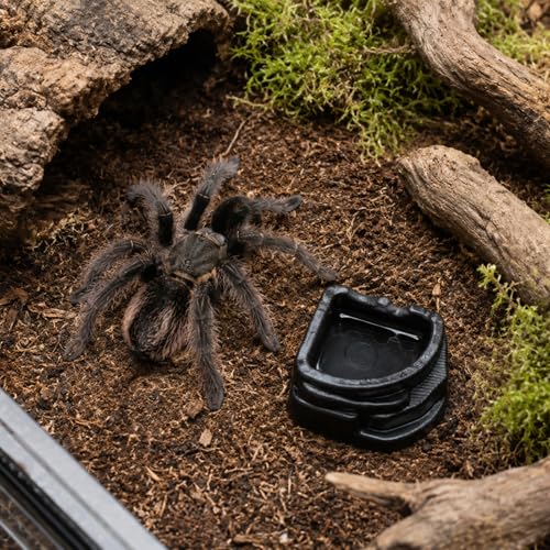 6 Pcs Spider Micro Water Bowls, Mini Resin Dish for Tarantula, Spider, Millipede and Tiny Reptiles, Food/Water Dish for Enclosure Accessories (Small: 1.01" D, 0.39" H) - size: Small- 6pack