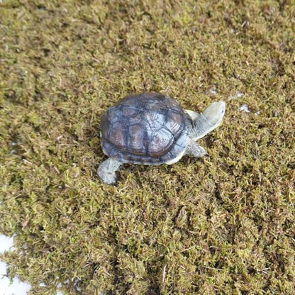 Tortoise Substrate for Burrowing – 5oz Soil Mix with Moss, Moisturizing Terrarium Habitat Bedding for Reptile, Humidity Retaining Enclosure Substrate