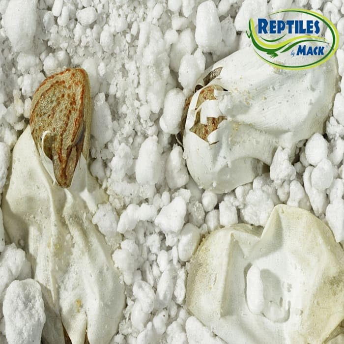 Reptile Incubation KIT, Large