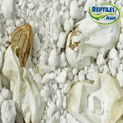 Reptile Incubation KIT, Large